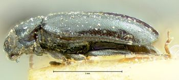 Media type: image;   Entomology 5017 Aspect: habitus lateral view
